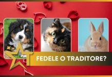test fedeltà