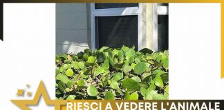 test visivo