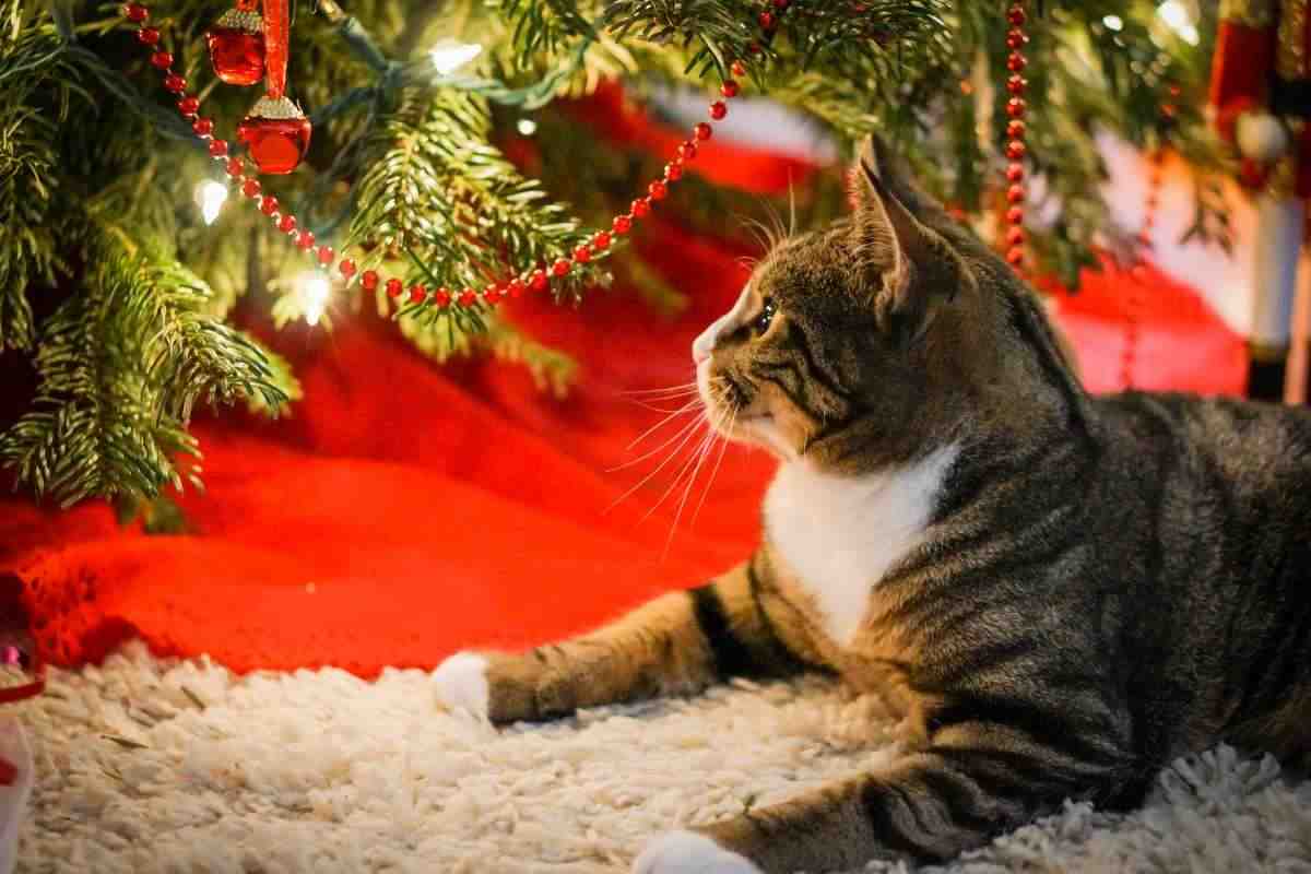 Gatto albero consigli Natale